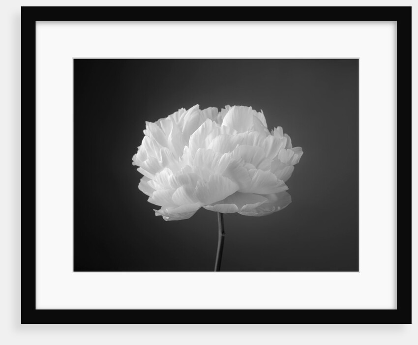 Peony flower by Assaf Frank
